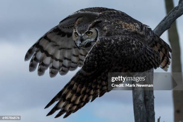 great horned owl - great horned owl stock pictures, royalty-free photos & images