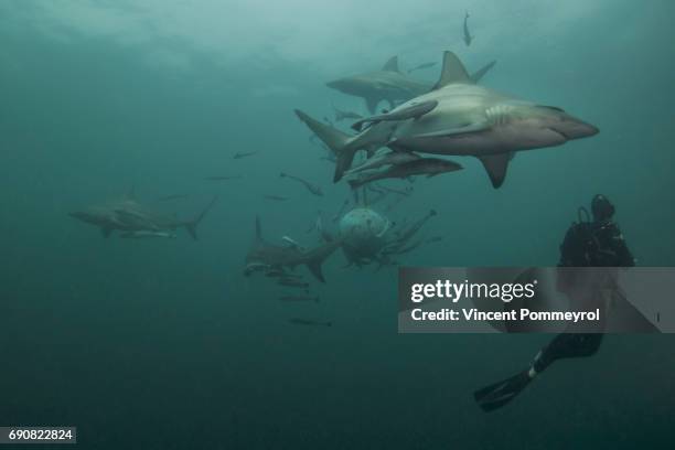 carcharhinus limbatus - shark attack 個照片及圖片檔