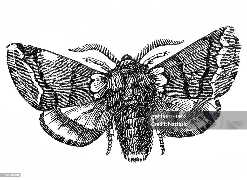 Falena (Cnethocampa processionea)