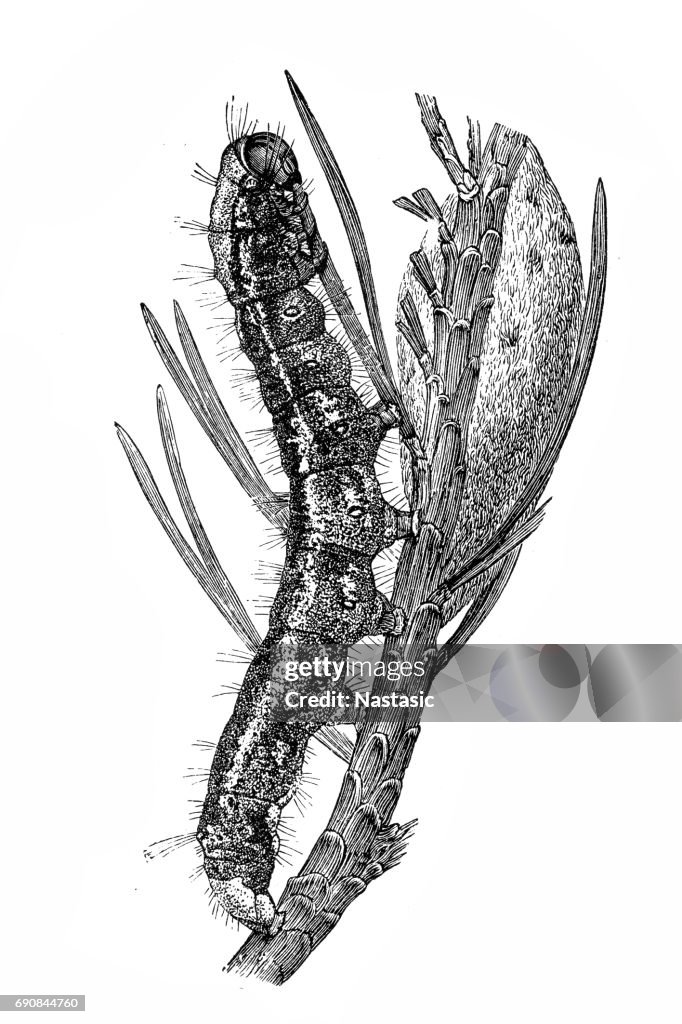 Pine moth in caterpillar state (Gastropacha pini)