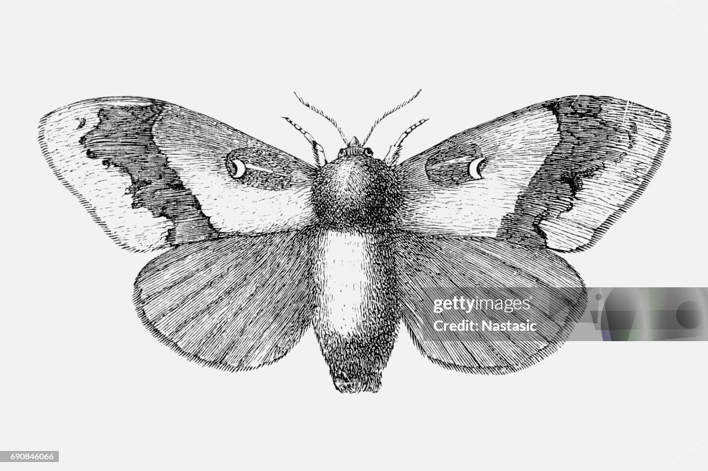 Pine moth (Gastropacha pini)