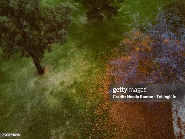 aerial view of a young woman laying down over autumn leaves - victoria aerial stock pictures, royalty-free photos & images