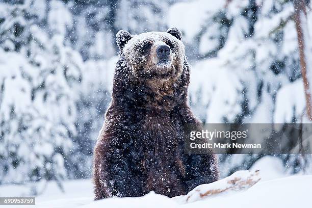 grizzly bear in snow - bear stock-fotos und bilder