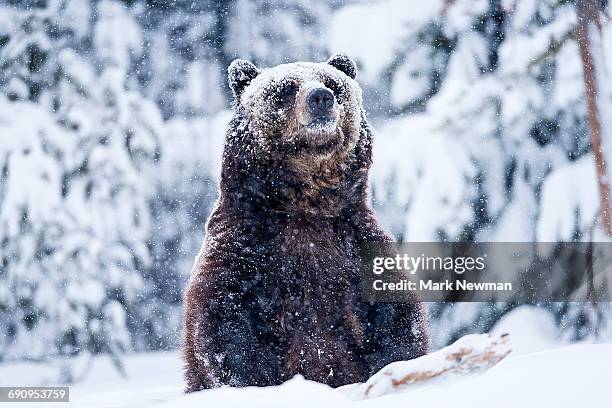 grizzly bear in snow - brown bear in snow stock pictures, royalty-free photos & images