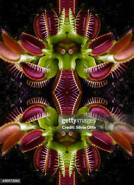 kaleidoscope composite of venus flytrap - colorsurgetrend imagens e fotografias de stock