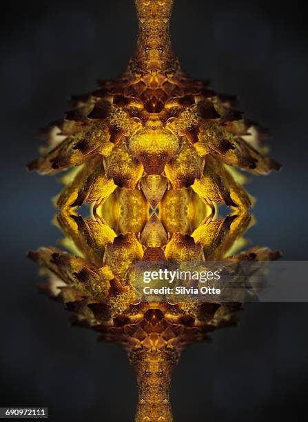 symmetrical composite of dried flower - coloursurgetrend stock-fotos und bilder