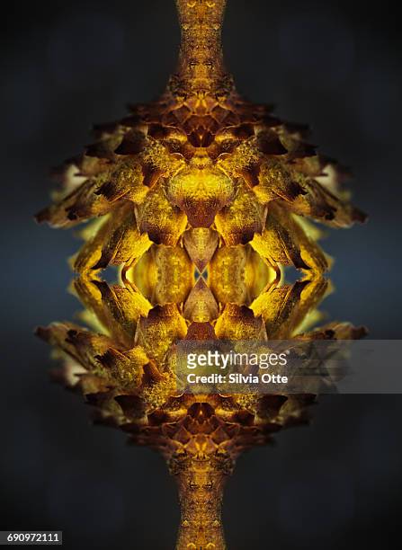 symmetrical composite of dried flower - colorsurgetrend imagens e fotografias de stock