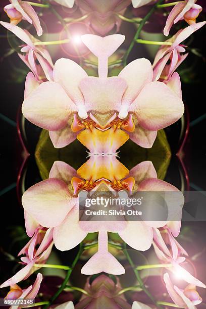 symmetrical arrangement of orchids - coloursurgetrend stock-fotos und bilder