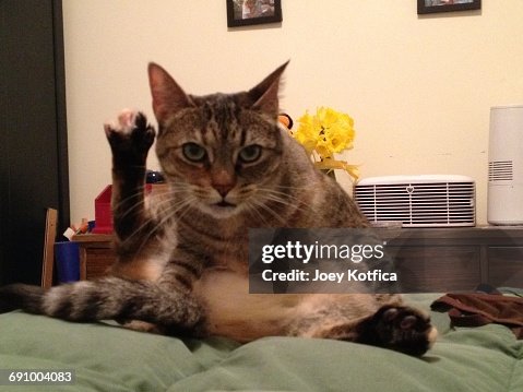 Emmbarest Animals Embarrassed Animals High-Res Stock Photo - Getty Images