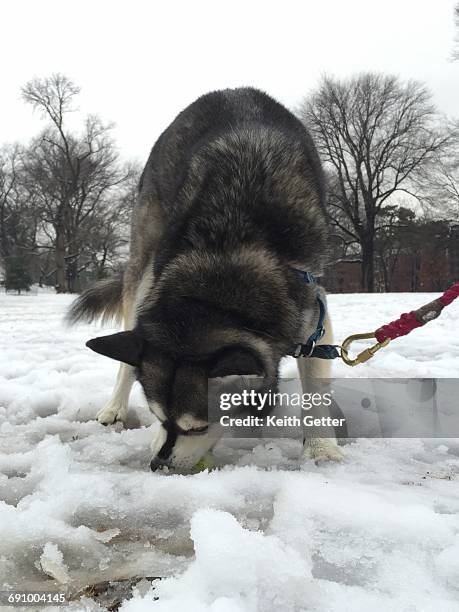 pets in the snow - chewed ball stock pictures, royalty-free photos & images