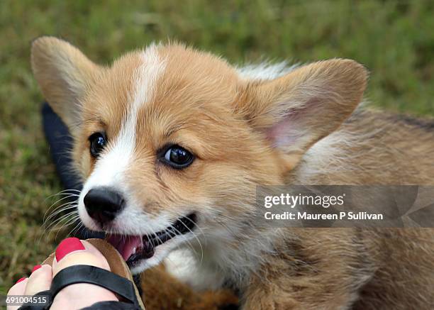 Emmbarest Animals 302 Ashamed Puppy Stock Photos, High-Res Pictures, and Images - Getty ...