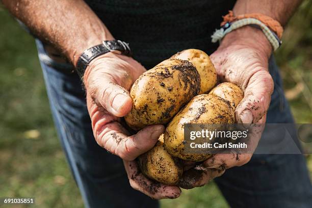 midsection of man holding dirty potatoes in garden - pomme de terre photos et images de collection
