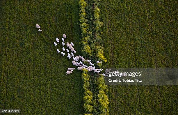 directly above shot of sheep walking on grassy field - large group of animals stock-fotos und bilder