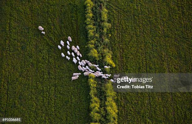 directly above shot of sheep walking on grassy field - animal herd stockfoto's en -beelden