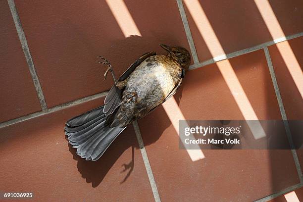 high angle view of dead bird on floor - dead animal stock pictures, royalty-free photos & images