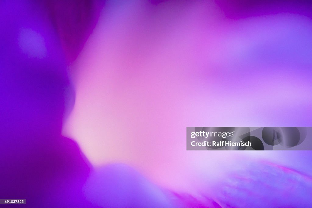 Full frame macro abstract of morning glory flower