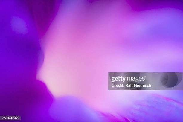 ilustrações, clipart, desenhos animados e ícones de full frame macro abstract of morning glory flower - violeta flor