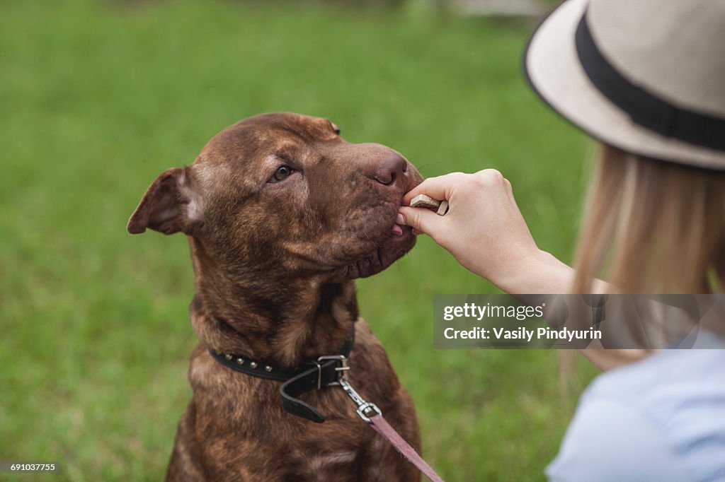 A young woman feeding her Shar-pei/Staffordshire Terrier a treat