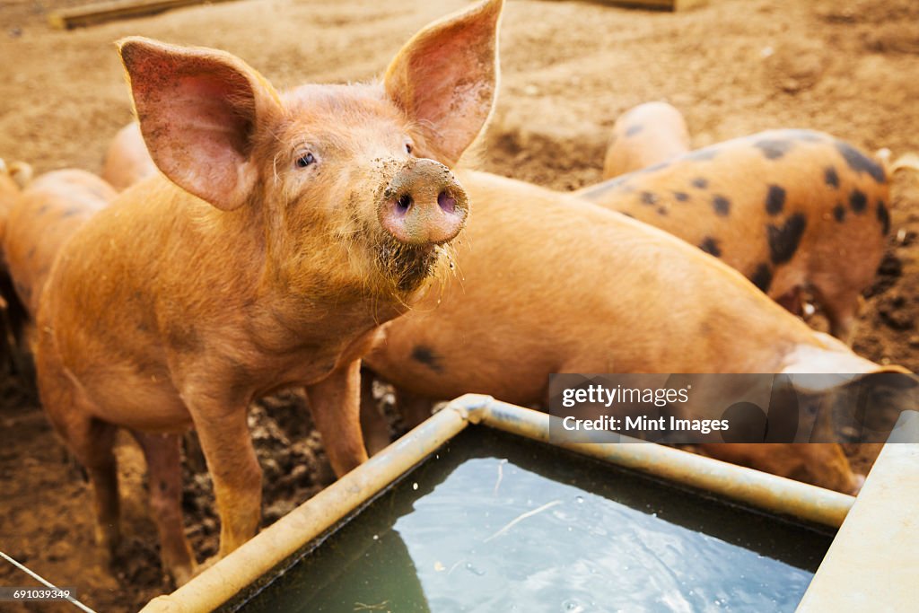 A group of pigs stood around a trough.