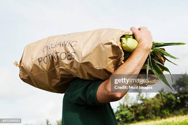 a man carrying a paper sack of harvested sweetcorn cobs - paper sack stock pictures, royalty-free photos & images