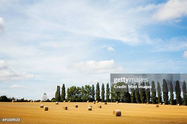 a field of stubble, with round straw bales, and a line of poplar trees  - oxfordshire stock pictures, royalty-free photos & images