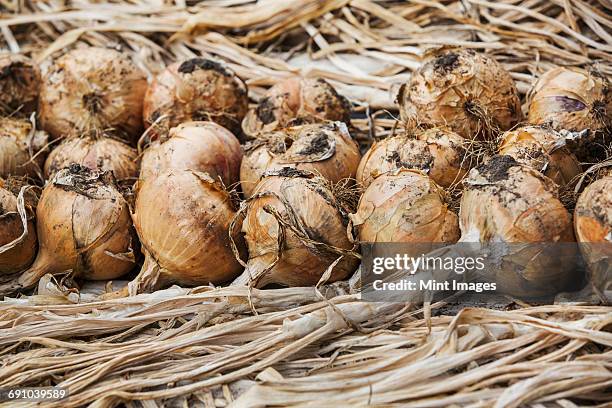 onions in rows. - onion field stock pictures, royalty-free photos & images