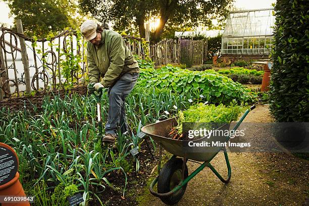 a person digging with a spade in a vegetable garden. - schubkarre stock-fotos und bilder