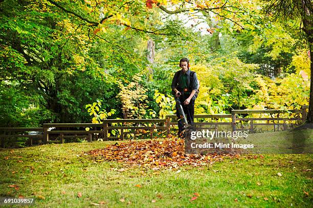 a gardener using a leaf blower to clear up autumn leaves in a garden. - leaf blower stock pictures, royalty-free photos & images