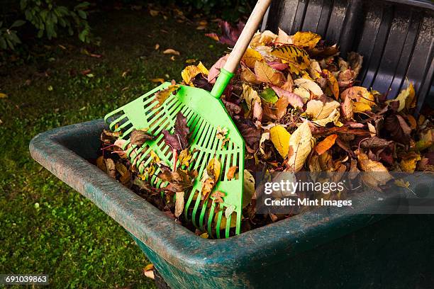 a rake and a bin of autumn leaves. - rechen stock-fotos und bilder