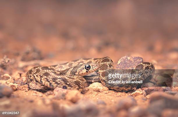 young horseshoe whip snake (hemorrhois hippocrepis) hidden amongst pebbles at night, morocco - sidi ifni stock pictures, royalty-free photos & images