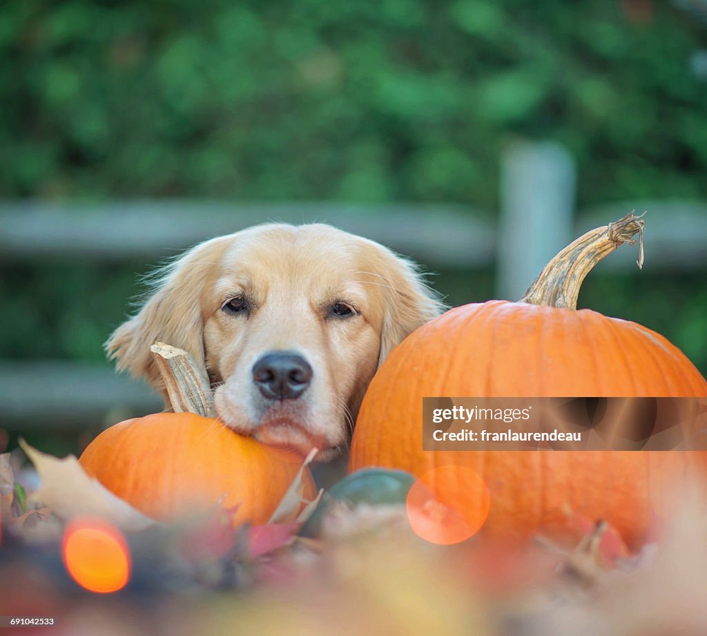Golden retriever dog lying amongst pumpkins and autumn leaves