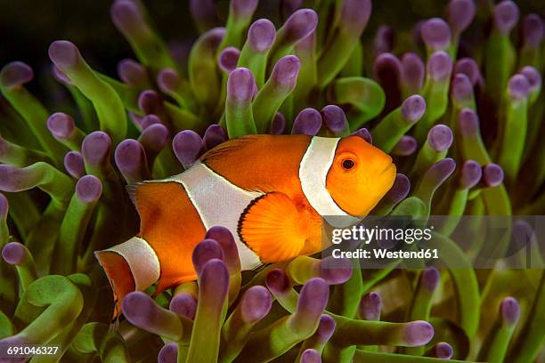 bali, ocellaris clownfish in sea anemone - pesce pagliaccio di clark foto e immagini stock