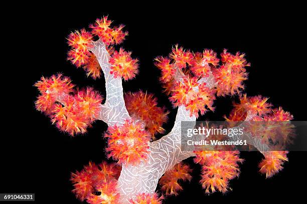 bali, soft coral in front of black background - corals stock pictures, royalty-free photos & images