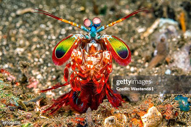 bali, harlequin mantis shrimp - mantis shrimp stock pictures, royalty-free photos & images