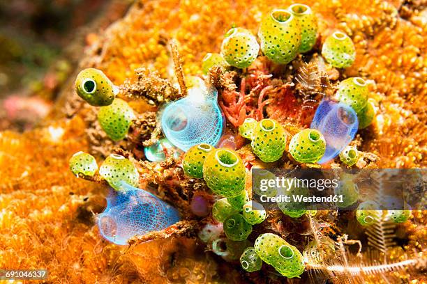 bali, sea squirt - sea squirt stock pictures, royalty-free photos & images