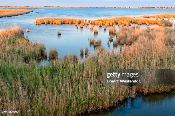 spain, tarragona, ebro delta, encanyssada lagoon at sunset - ebro river stock-fotos und bilder