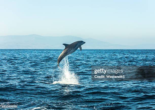 spain, bottlenose dolphin jumping in the air - saut elastique photos et images de collection