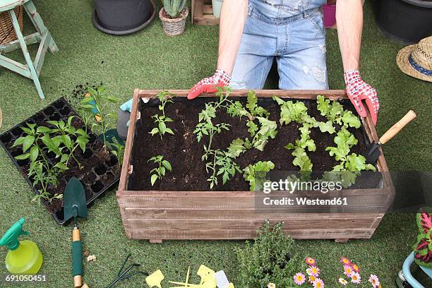 container with tomatoe plants, pepper plants and lettuce in the urban garden - terraced field stockfoto's en -beelden