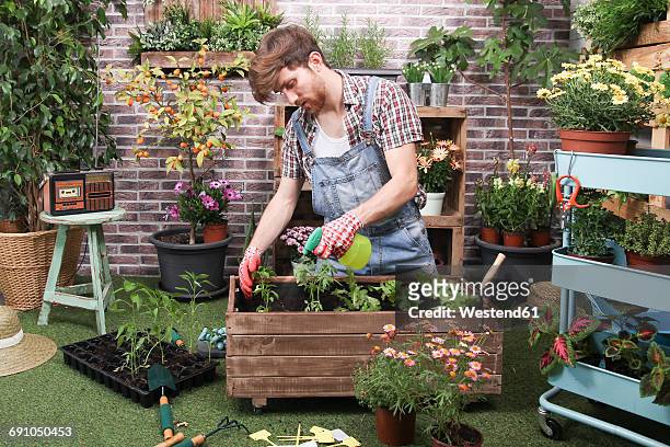 young man spraying container with tomatoe plants, pepper plants and lettuce in the urban garden - pepper spray stockfoto's en -beelden