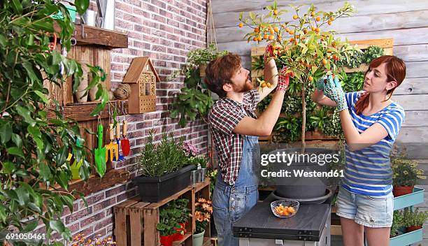 couple picking kumquats in their urban garden on the terrace - terraced field stockfoto's en -beelden