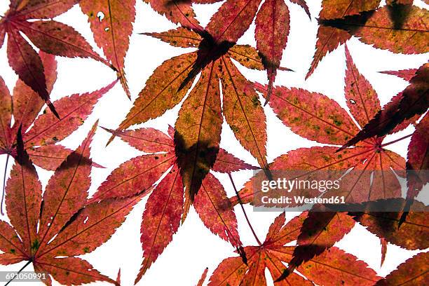 autumn leaves of japanese maple on white ground - japanischer goldahorn stock-fotos und bilder