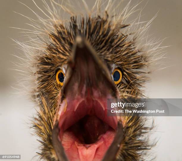 Quawk North Carolina Zoo Pictures Photos and Premium High Res Pictures ...