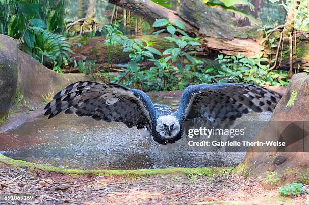 harpy eagle - harpies stock pictures, royalty-free photos & images