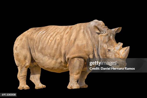 white rhinoceros with black background. ceratotherium simum - rhinoceros white background stockfoto's en -beelden