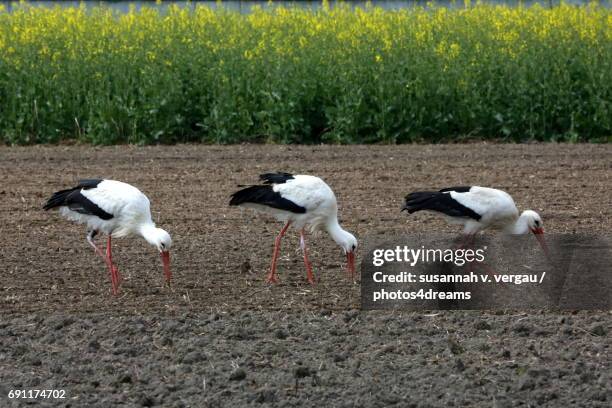 störche auf feld - tierflügel stock pictures, royalty-free photos & images