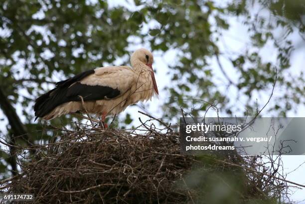 storch im nest - tierflügel stock pictures, royalty-free photos & images