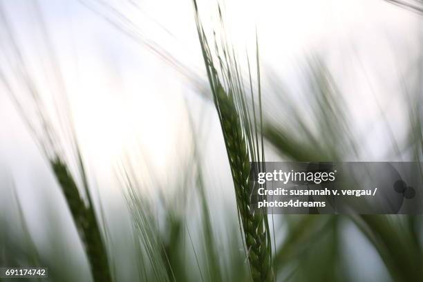 kornfeld - weizen stock pictures, royalty-free photos & images