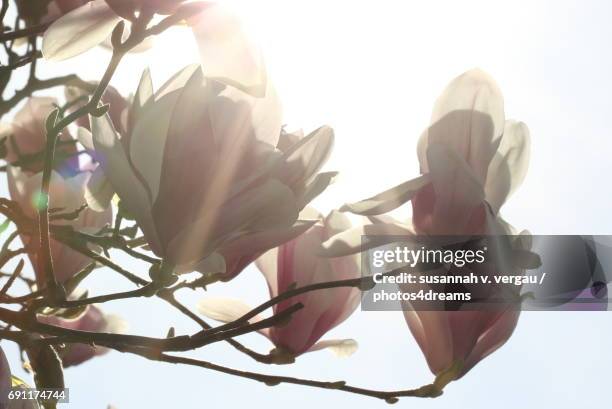 magnolienblüten im gegenlicht - blüte stockfoto's en -beelden