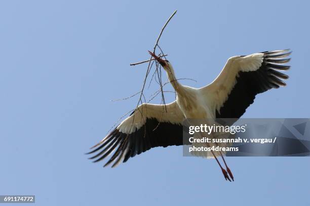 storch im flug - tierflügel stock pictures, royalty-free photos & images