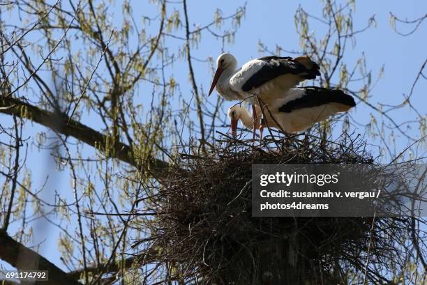 storche auf dem nest - tierflügel - fotografias e filmes do acervo